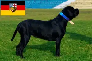 Read more about the article Cane Corso Italiano Züchter und Welpen im Saarland