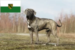 Read more about the article Cane Corso Italiano Züchter und Welpen in Sachsen