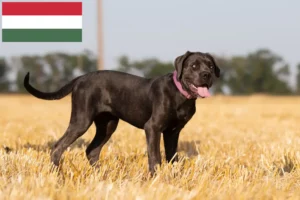Mehr über den Artikel erfahren Cane Corso Italiano Züchter und Welpen in Ungarn