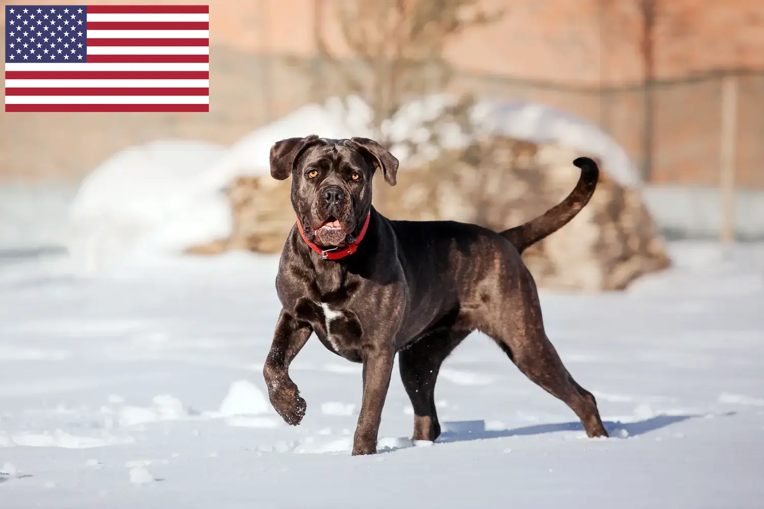 Cane Corso Italiano Welpen und Züchter USA Hier findest Du Cane Corso Italianos Züchter in den USA.