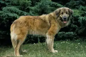 Read more about the article Cão Da Serra Da Estrela Züchter