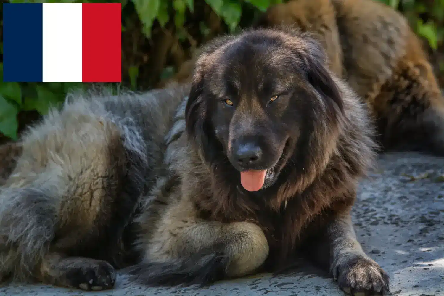 Cão Da Serra Da Estrela Welpen und Züchter Frankreich Hier findest Du Cão Da Serra Da Estrelas Züchter in Frankreich.