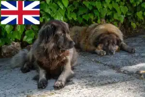 Read more about the article Cão Da Serra Da Estrela Züchter und Welpen in Großbritannien