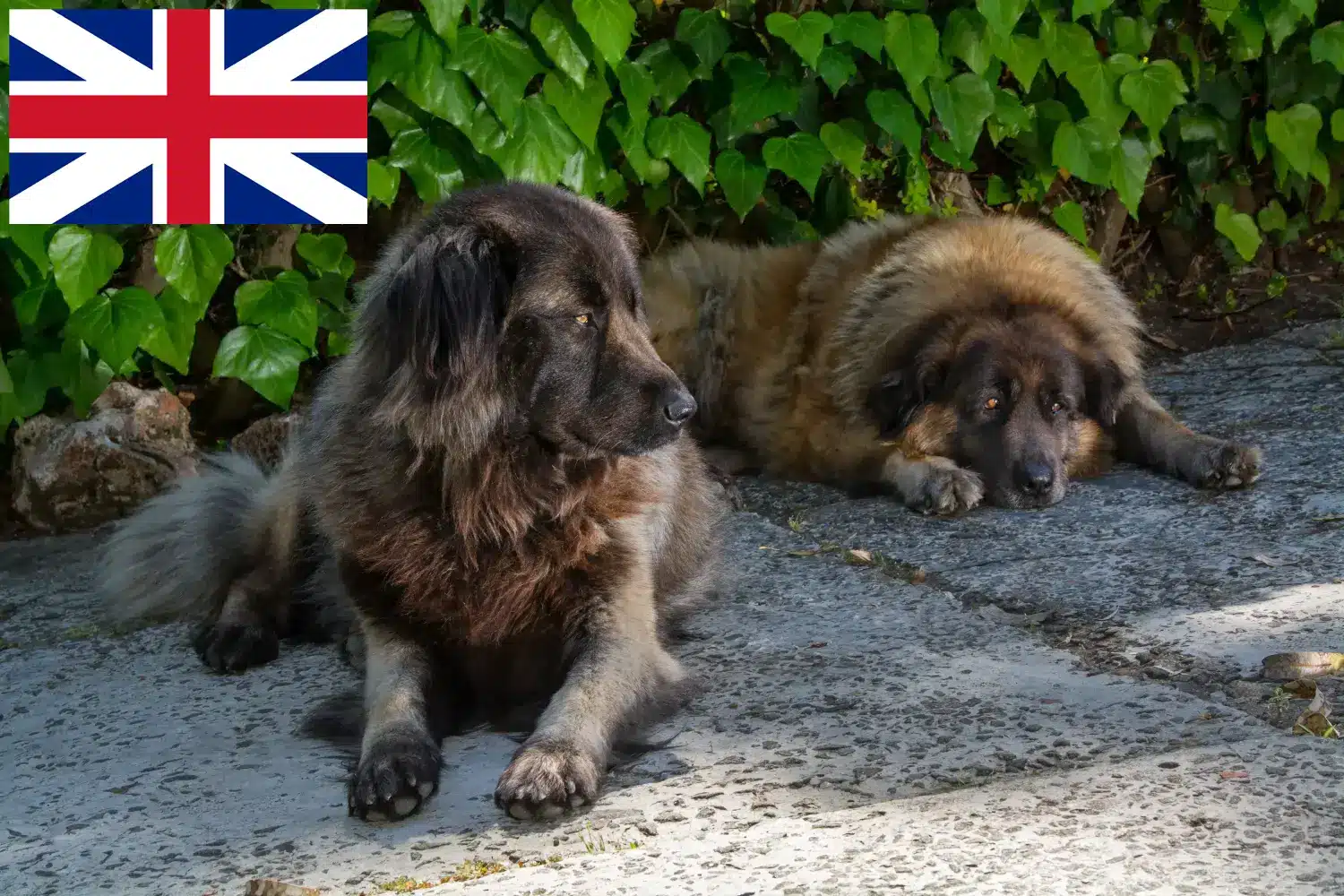 Cão Da Serra Da Estrela Welpen und Züchter Großbritannien Hier findest Du Cão Da Serra Da Estrelas Züchter in Großbritannien.