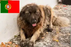 Read more about the article Cão Da Serra Da Estrela Züchter und Welpen in Portugal