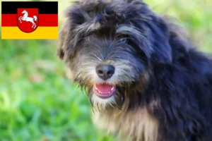 Read more about the article Cão da Serra de Aires Züchter und Welpen in Niedersachsen