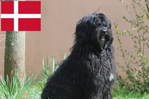 Read more about the article Cão de Agua português Züchter und Welpen in Dänemark