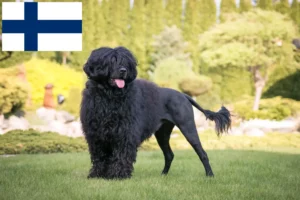 Mehr über den Artikel erfahren Cão de Agua português Züchter und Welpen in Finnland
