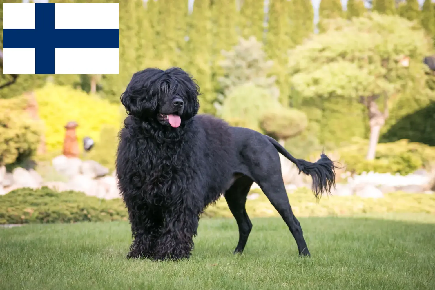 Cão de Agua português Welpen und Züchter Finnland Hier findest Du Cão de Agua português Züchter in Finnland.