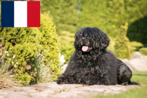 Mehr über den Artikel erfahren Cão de Agua português Züchter und Welpen in Frankreich