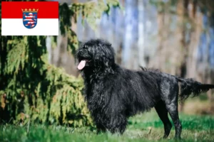 Read more about the article Cão de Agua português Züchter und Welpen in Hessen