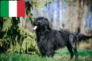 Read more about the article Cão de Agua português Züchter und Welpen in Italien