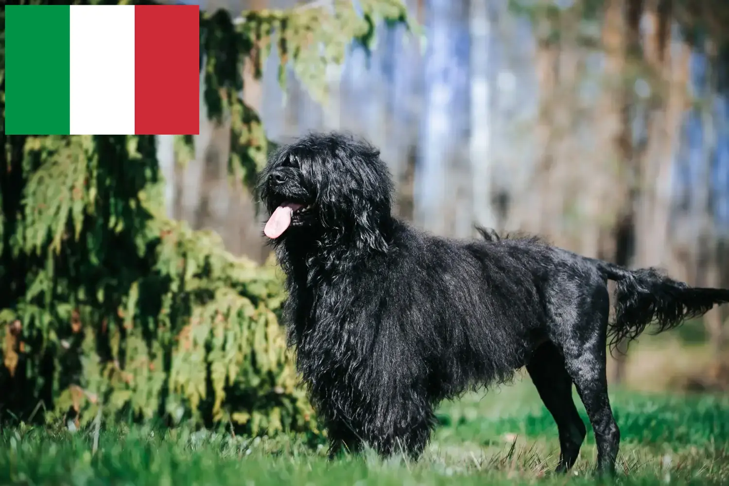 Cão de Agua português Welpen und Züchter Italien Hier findest Du Cão de Agua português Züchter in Italien.