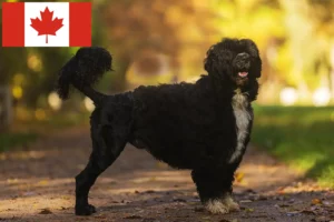 Read more about the article Cão de Agua português Züchter und Welpen in Kanada