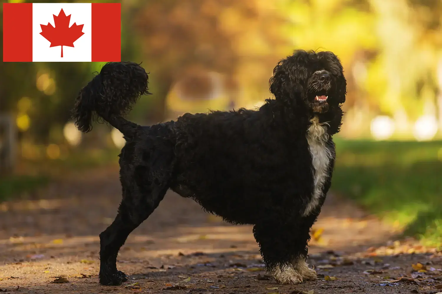 Cão de Agua português Welpen und Züchter Kanada Hier findest Du Cão de Agua português Züchter in Kanada.