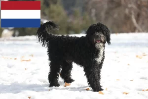 Read more about the article Cão de Agua português Züchter und Welpen in den Niederlanden