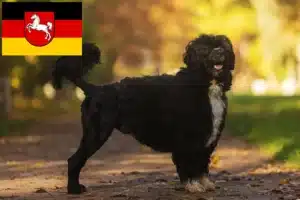 Read more about the article Cão de Agua português Züchter und Welpen in Niedersachsen