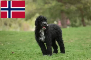 Read more about the article Cão de Agua português Züchter und Welpen in Norwegen