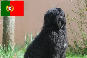 Read more about the article Cão de Agua português Züchter und Welpen in Portugal