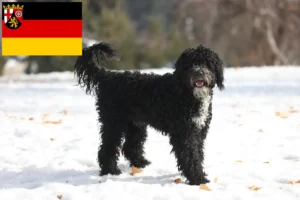 Read more about the article Cão de Agua português Züchter und Welpen in Rheinland-Pfalz