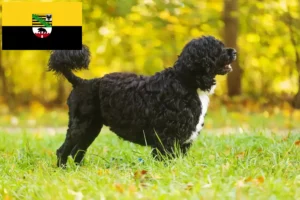 Mehr über den Artikel erfahren Cão de Agua português Züchter und Welpen in Sachsen-Anhalt