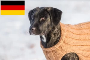 Read more about the article Cão Fila de São Miguel Züchter und Welpen in Deutschland