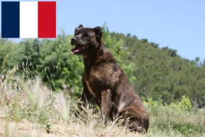 Read more about the article Cão Fila de São Miguel Züchter und Welpen in Frankreich