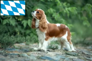 Read more about the article Cavalier King Charles Spaniel Züchter und Welpen in Bayern