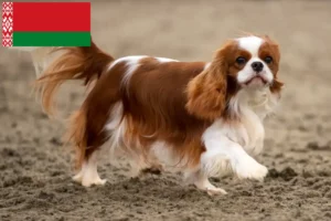 Read more about the article Cavalier King Charles Spaniel Züchter und Welpen in Belarus