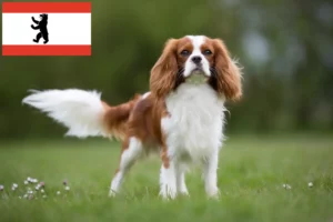 Read more about the article Cavalier King Charles Spaniel Züchter und Welpen in Berlin