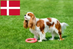 Read more about the article Cavalier King Charles Spaniel Züchter und Welpen in Dänemark