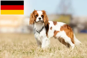 Read more about the article Cavalier King Charles Spaniel Züchter und Welpen in Deutschland