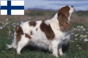 Read more about the article Cavalier King Charles Spaniel Züchter und Welpen in Finnland