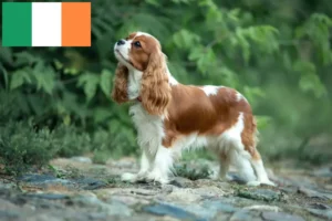 Read more about the article Cavalier King Charles Spaniel Züchter und Welpen in Irland