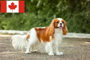 Read more about the article Cavalier King Charles Spaniel Züchter und Welpen in Kanada