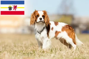 Read more about the article Cavalier King Charles Spaniel Züchter und Welpen in Mecklenburg-Vorpommern