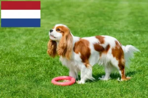 Read more about the article Cavalier King Charles Spaniel Züchter und Welpen in den Niederlanden