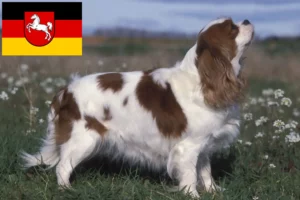 Read more about the article Cavalier King Charles Spaniel Züchter und Welpen in Niedersachsen