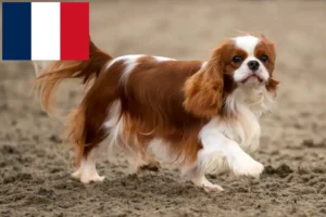 Read more about the article Cavalier King Charles Spaniel Züchter und Welpen auf Réunion