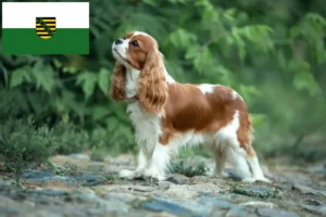 Read more about the article Cavalier King Charles Spaniel Züchter und Welpen in Sachsen