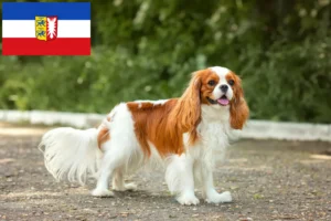 Read more about the article Cavalier King Charles Spaniel Züchter und Welpen in Schleswig-Holstein