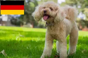 Read more about the article Cavoodle Züchter und Welpen in Deutschland