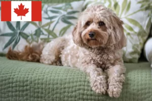 Read more about the article Cavoodle Züchter und Welpen in Kanada