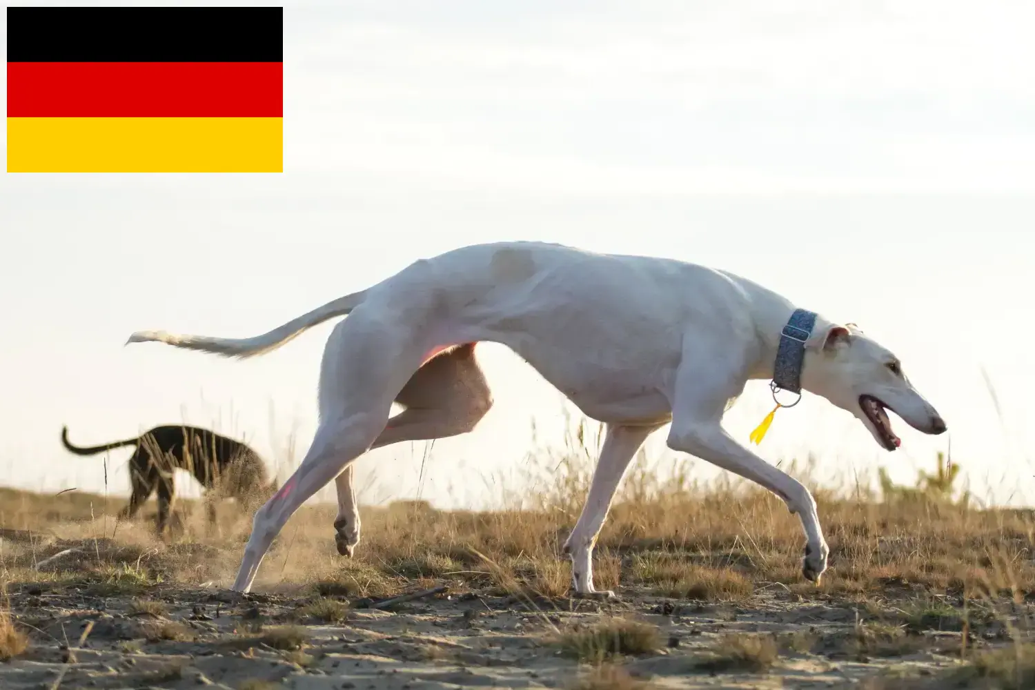 Chart Polski Welpen und Züchter Deutschland Hier findest Du Chart Polskis Züchter in Deutschland.