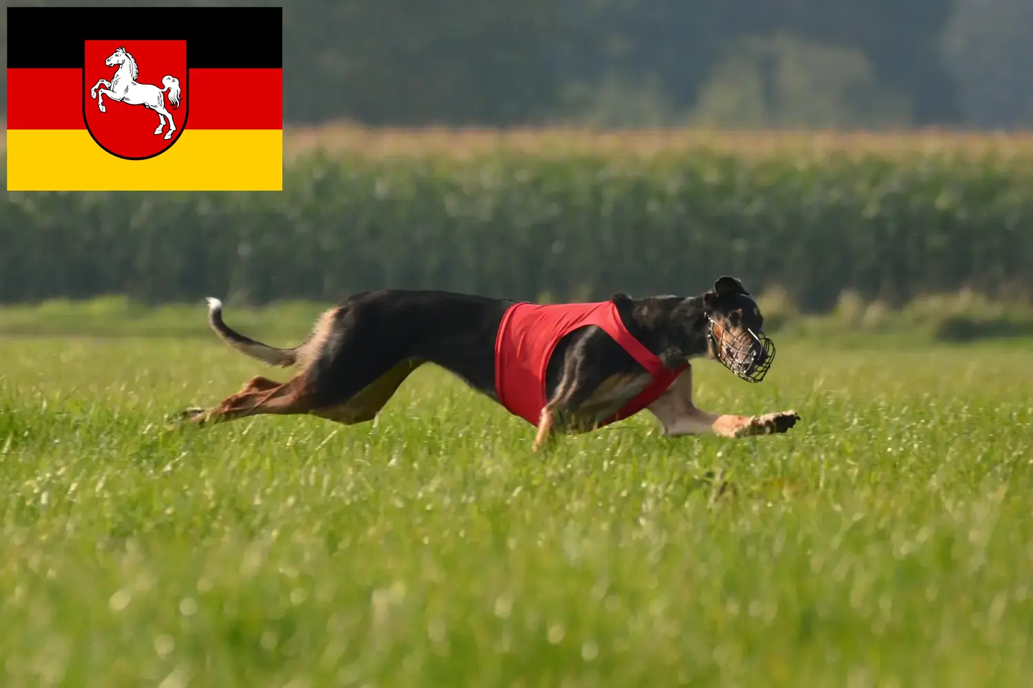 Chart Polski Welpen und Züchter Niedersachsen Hier findest Du Chart Polskis Züchter in Niedersachsen.