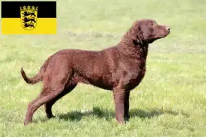 Read more about the article Chesapeake Bay Retriever Züchter und Welpen in Baden-Württemberg