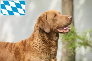 Read more about the article Chesapeake Bay Retriever Züchter und Welpen in Bayern