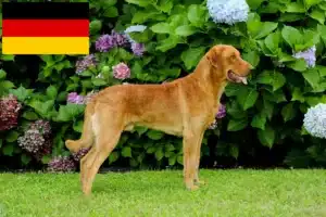 Read more about the article Chesapeake Bay Retriever Züchter und Welpen in Deutschland