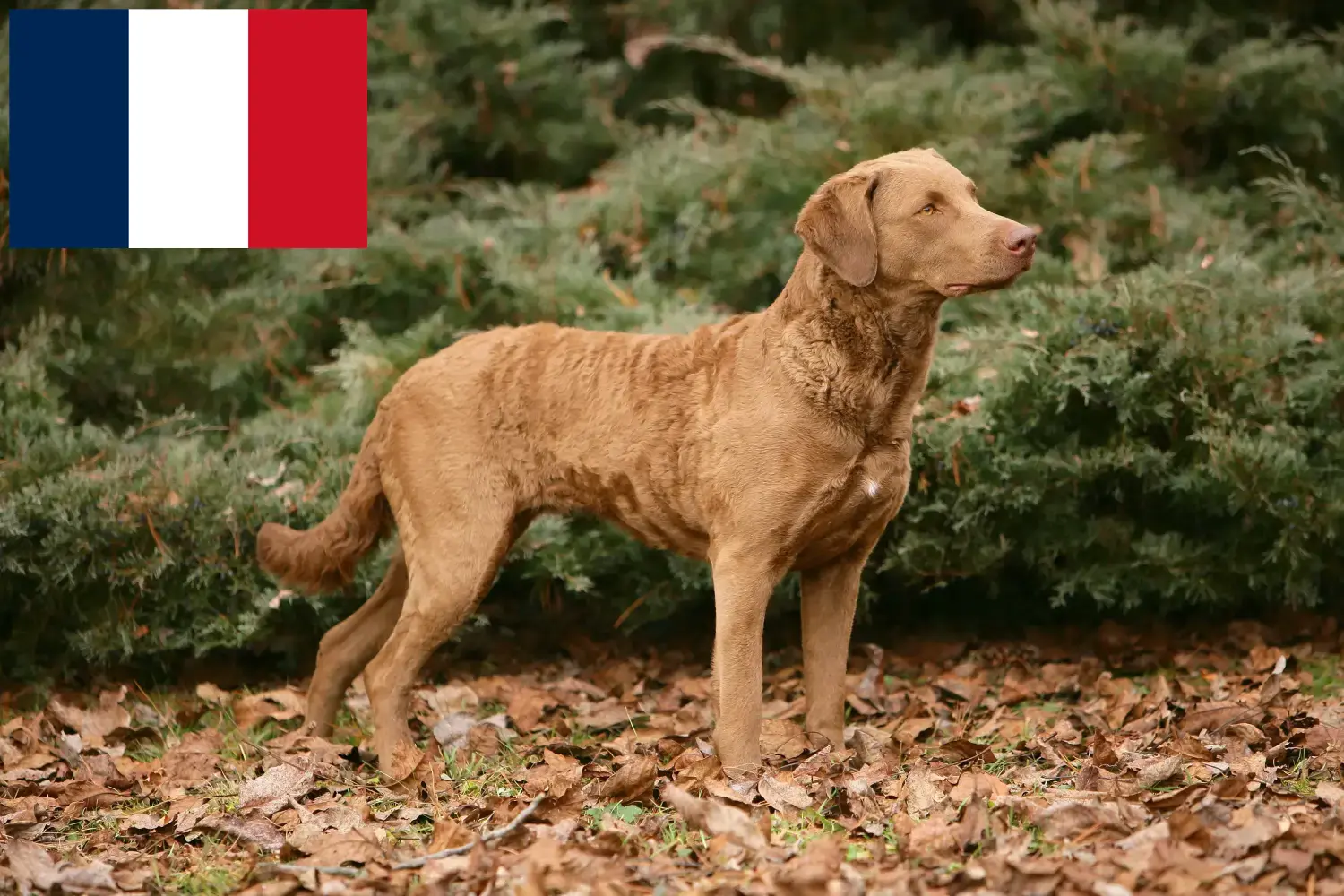 Chesapeake Bay Retriever Welpen und Züchter Frankreich Hier findest Du Chesapeake Bay Retriever Züchter in Frankreich.
