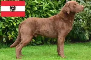 Read more about the article Chesapeake Bay Retriever Züchter und Welpen in Österreich